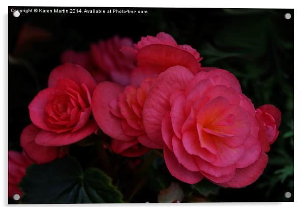  Pink Begonia Acrylic by Karen Martin