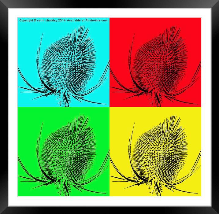  Thistle head pop art Framed Mounted Print by colin chalkley