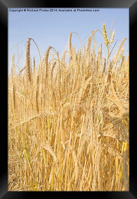  Winter Barley Framed Print by Richard Pinder