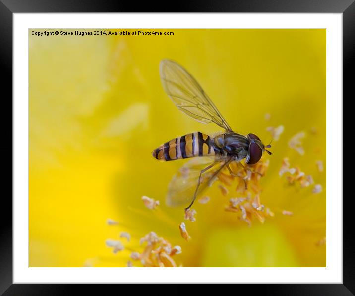  Resting Hoverfly Framed Mounted Print by Steve Hughes