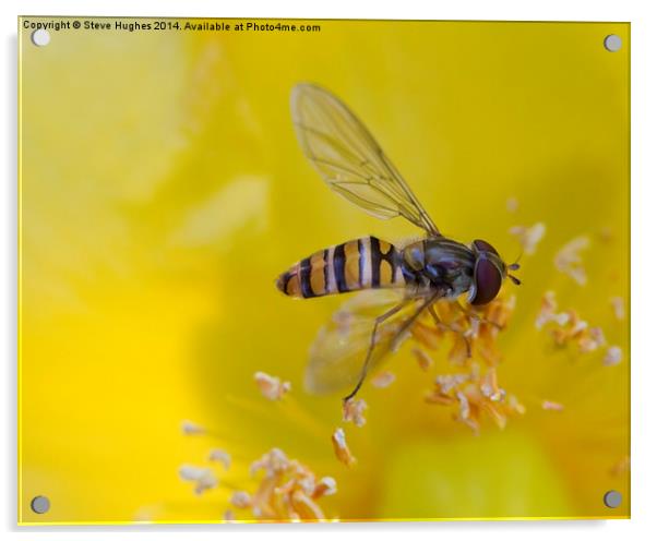  Resting Hoverfly Acrylic by Steve Hughes