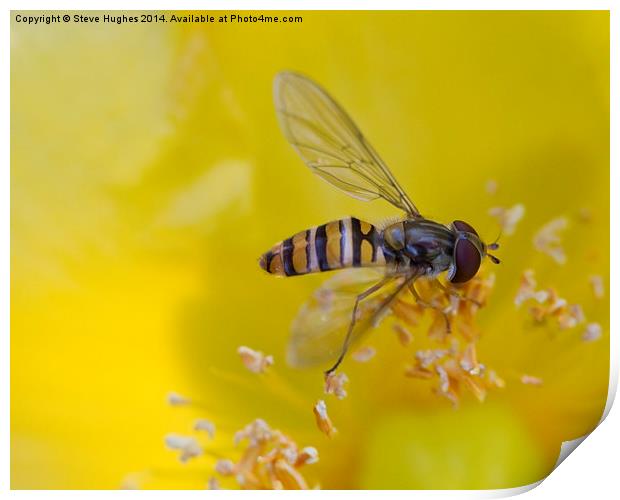  Resting Hoverfly Print by Steve Hughes