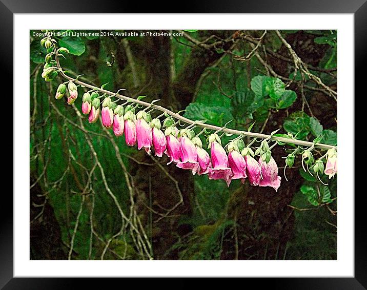  Foxglove in the Wild Framed Mounted Print by Bill Lighterness