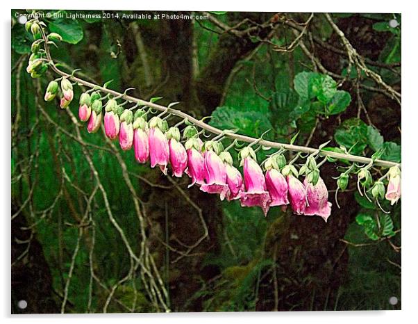  Foxglove in the Wild Acrylic by Bill Lighterness