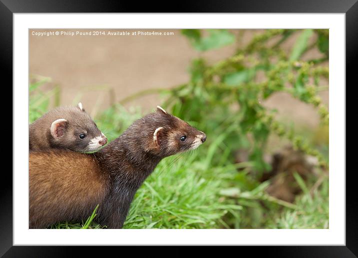 Baby polecat on mother's back Framed Mounted Print by Philip Pound