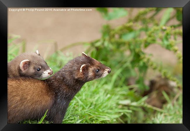 Baby polecat on mother's back Framed Print by Philip Pound