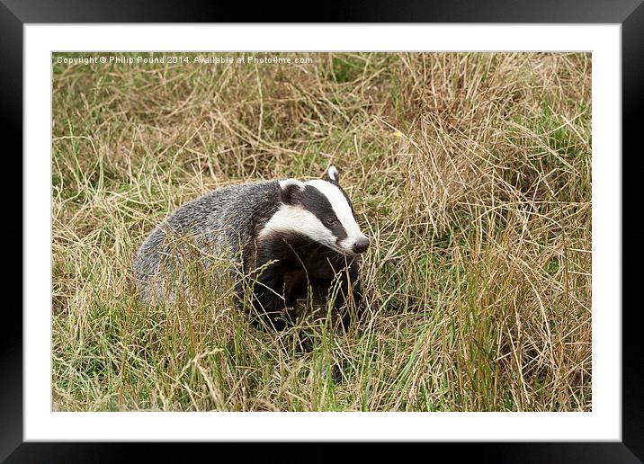  Badger in wild grass Framed Mounted Print by Philip Pound