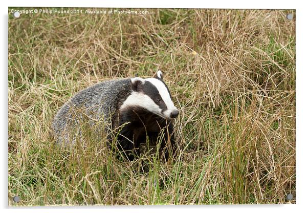  Badger in wild grass Acrylic by Philip Pound