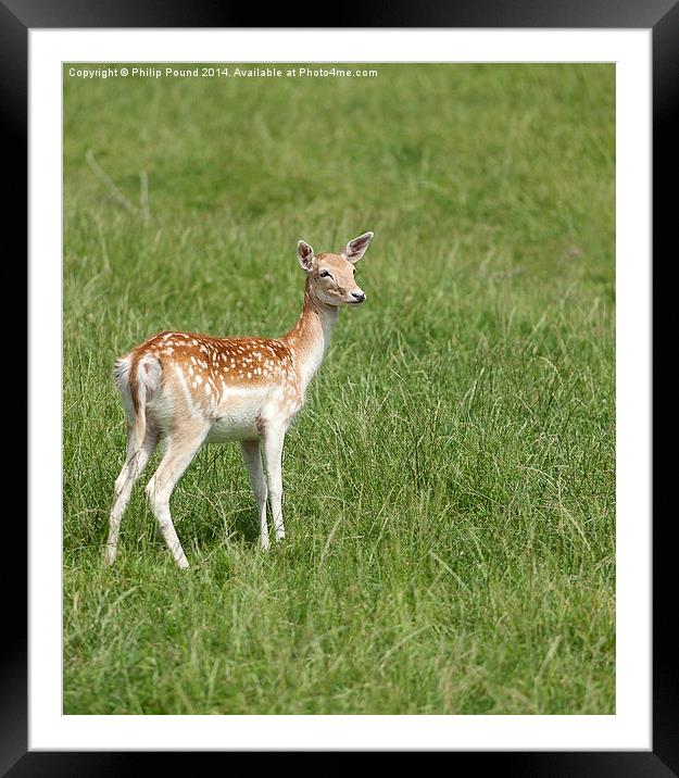  Young Fallow Deer Framed Mounted Print by Philip Pound