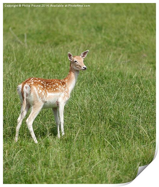  Young Fallow Deer Print by Philip Pound