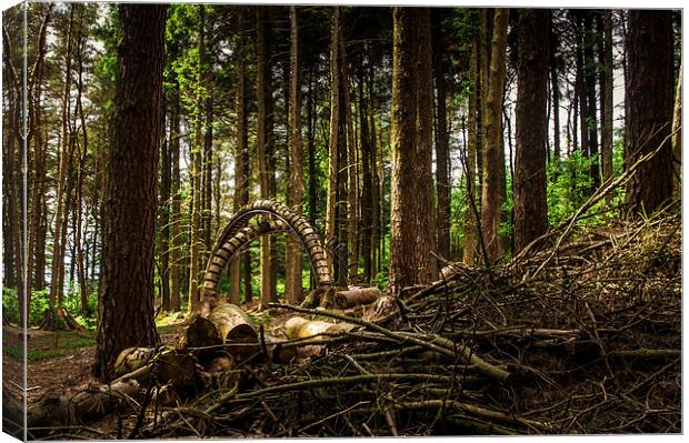Strange thing in the Woods, Lancashire Canvas Print by Chris Walker