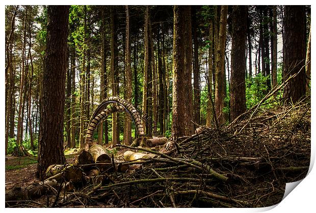 Strange thing in the Woods, Lancashire Print by Chris Walker