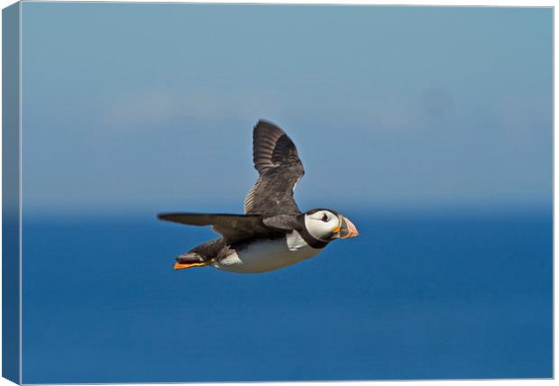  Flight of the Puffin Canvas Print by Sue Dudley