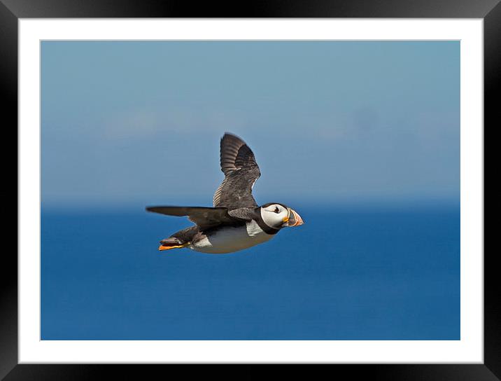 Flight of the Puffin Framed Mounted Print by Sue Dudley