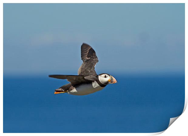  Flight of the Puffin Print by Sue Dudley