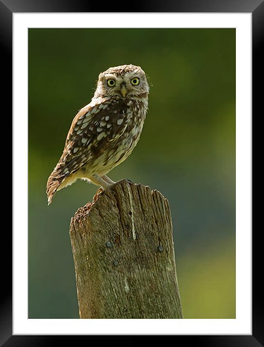  Morning Owl Framed Mounted Print by Sue Dudley