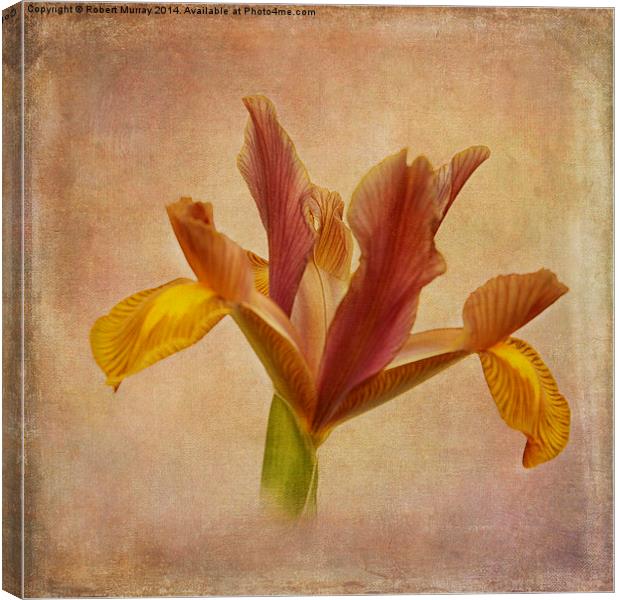  Iris hollandica Canvas Print by Robert Murray