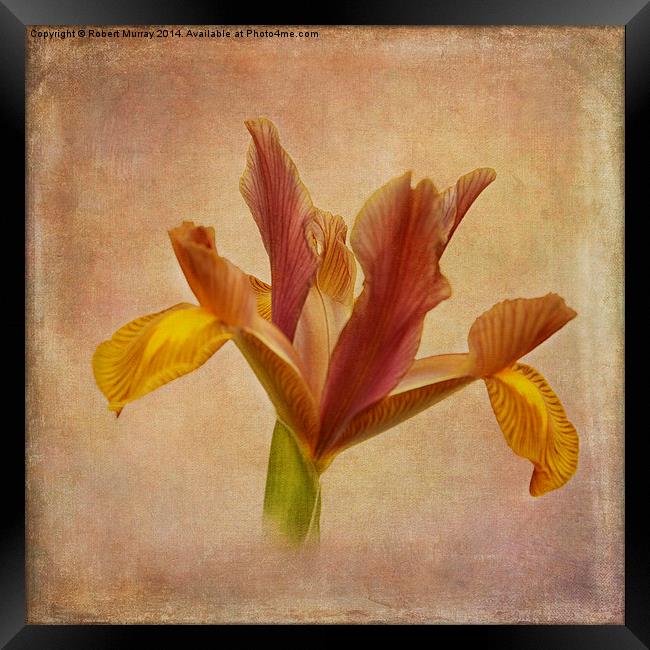  Iris hollandica Framed Print by Robert Murray