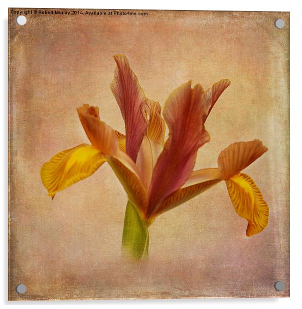  Iris hollandica Acrylic by Robert Murray