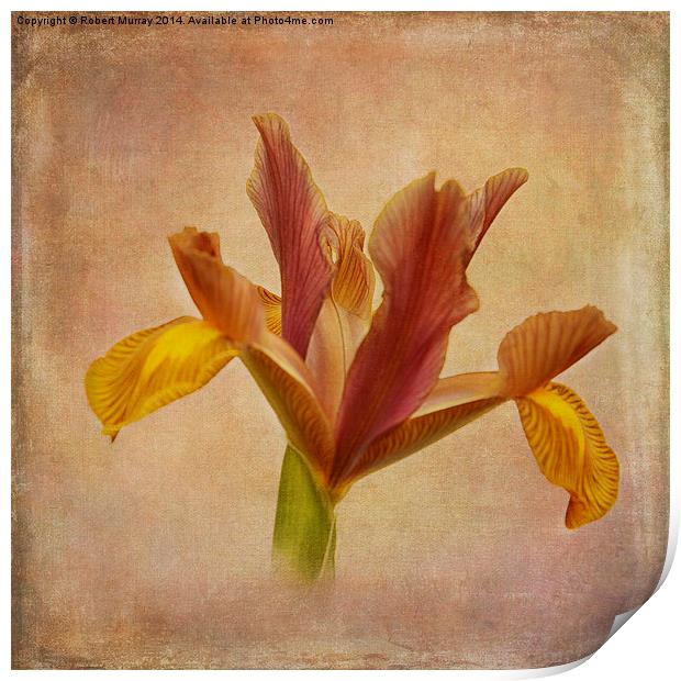  Iris hollandica Print by Robert Murray