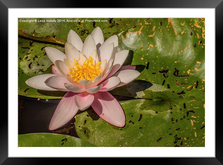 Pink water lilies Framed Mounted Print by Laco Hubaty