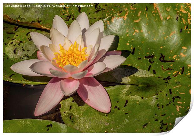 Pink water lilies Print by Laco Hubaty