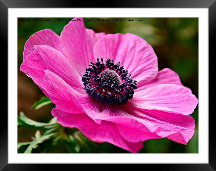  Anemone 'windflower'. Framed Mounted Print by Jason Williams