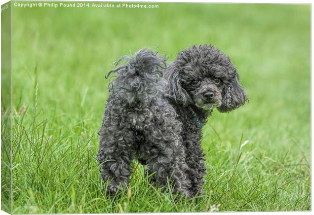  Black Toy Poodle in a field  Canvas Print by Philip Pound