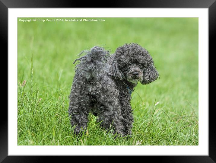  Black Toy Poodle in a field  Framed Mounted Print by Philip Pound