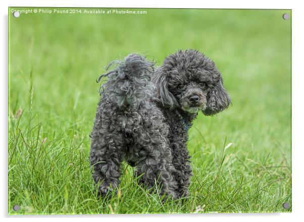  Black Toy Poodle in a field  Acrylic by Philip Pound