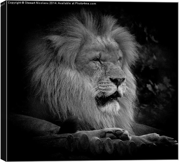  King of the Jungle Canvas Print by Stewart Nicolaou