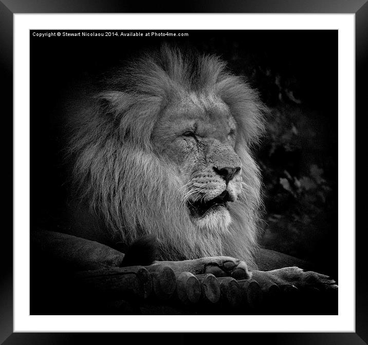  King of the Jungle Framed Mounted Print by Stewart Nicolaou