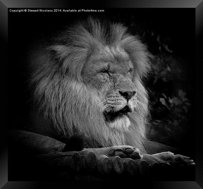  King of the Jungle Framed Print by Stewart Nicolaou