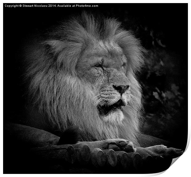  King of the Jungle Print by Stewart Nicolaou