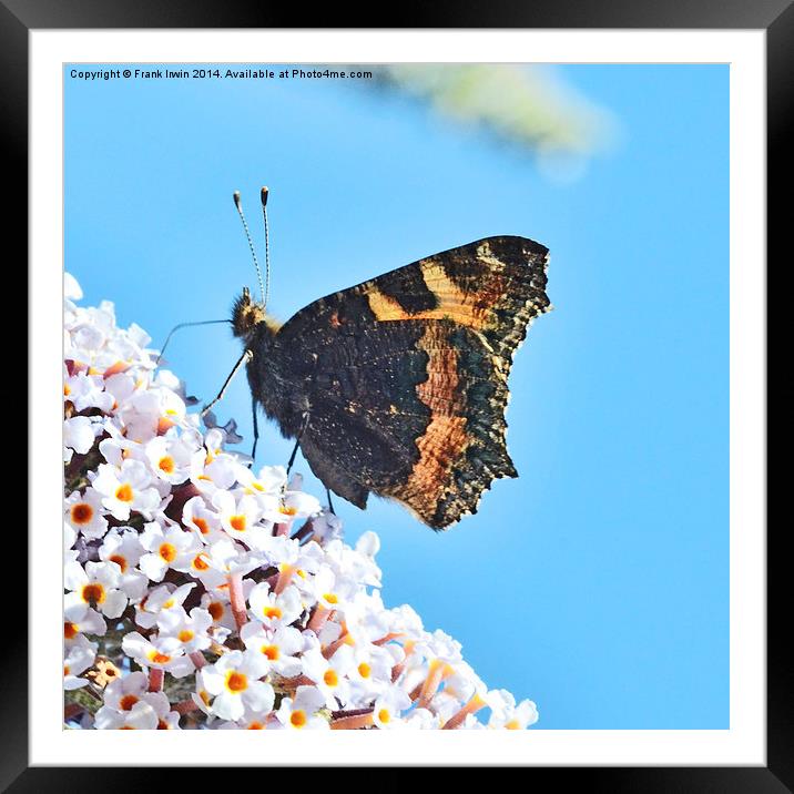  The beautiful Tortoiseshell butterfly Framed Mounted Print by Frank Irwin