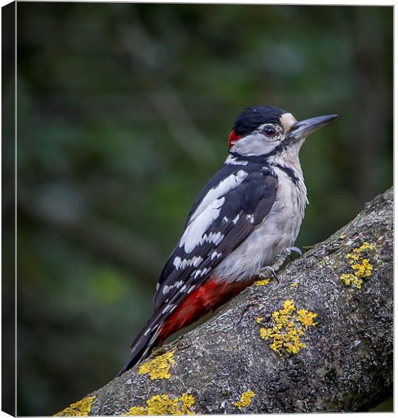  Great Spotted Woodpecker Canvas Print by Ron Sayer