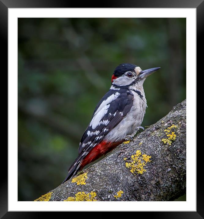  Great Spotted Woodpecker Framed Mounted Print by Ron Sayer