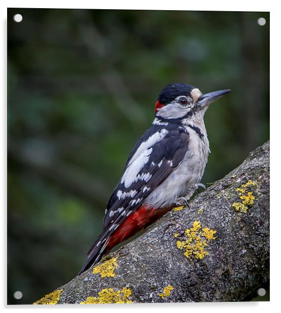  Great Spotted Woodpecker Acrylic by Ron Sayer