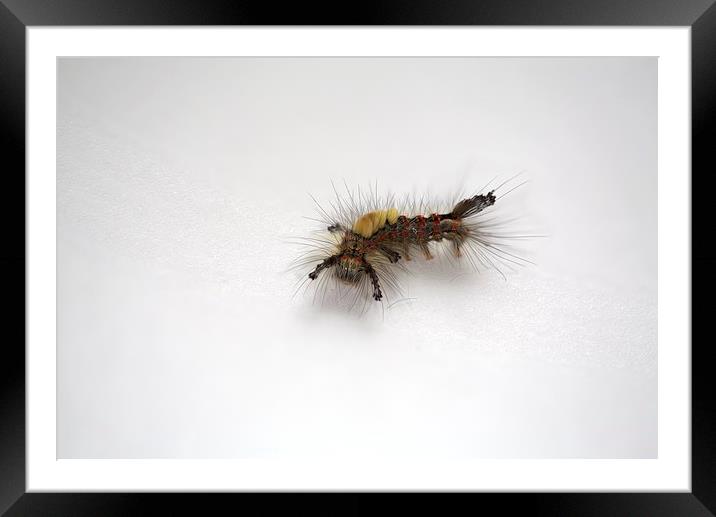 Western Tussock Moth Caterpillar Framed Mounted Print by Ron Sayer