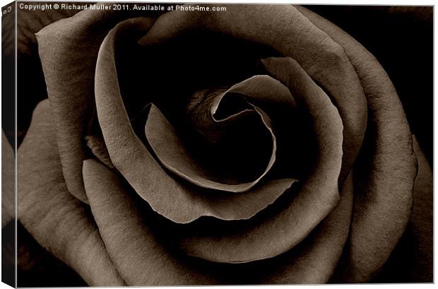 Dark Rose Canvas Print by Richard Muller