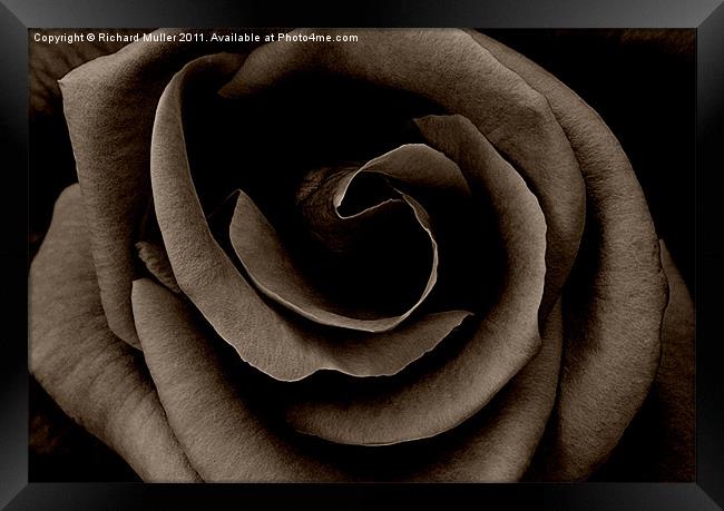 Dark Rose Framed Print by Richard Muller