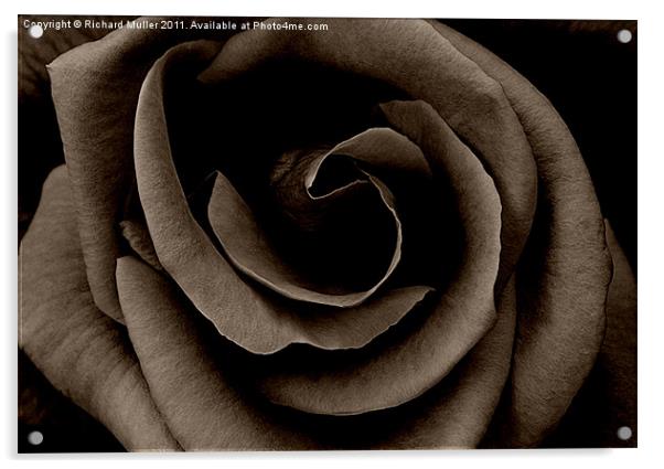 Dark Rose Acrylic by Richard Muller