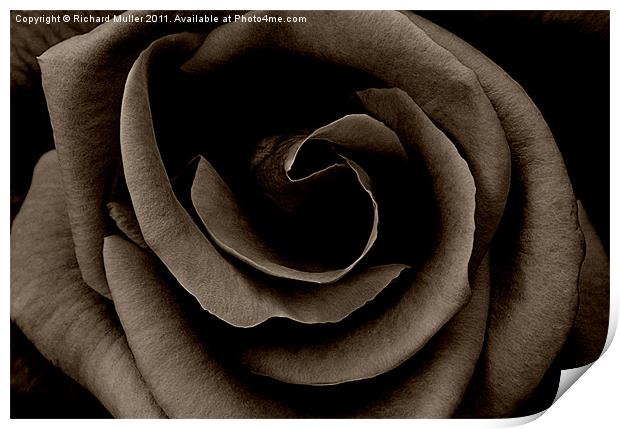 Dark Rose Print by Richard Muller