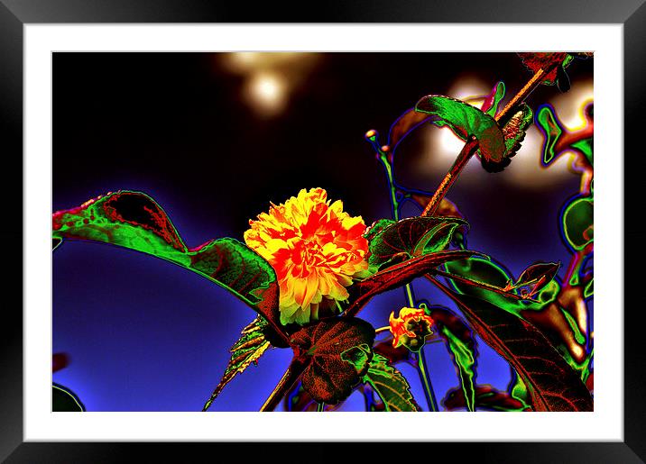 Yellow Queen on the morning dream Framed Mounted Print by Adrian Bud