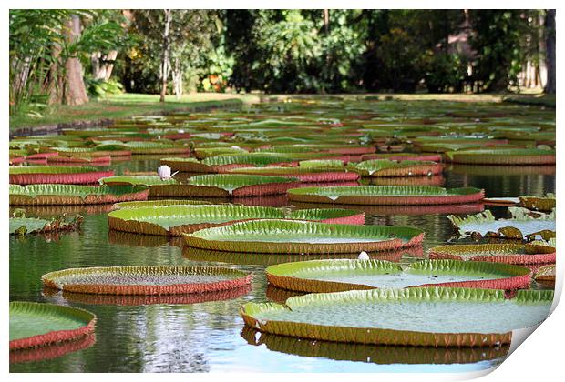  Giant Lilly Pads Print by Peter Ready