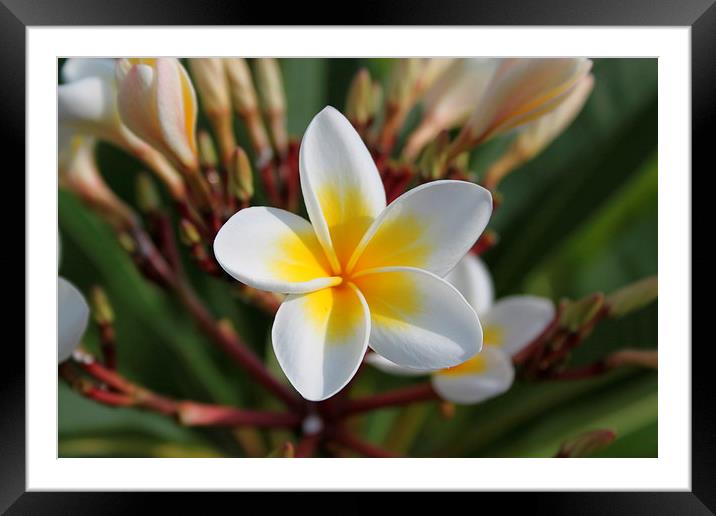  White and Yellow flower Framed Mounted Print by Peter Ready