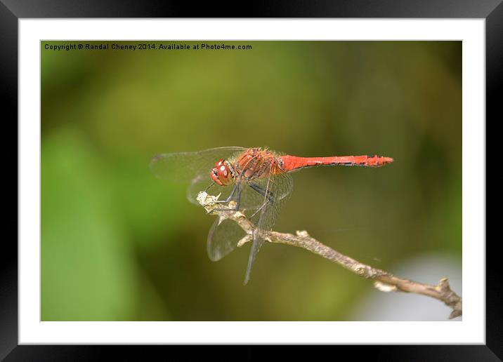 Ruddy Darter Dragonfly Framed Mounted Print by Randal Cheney
