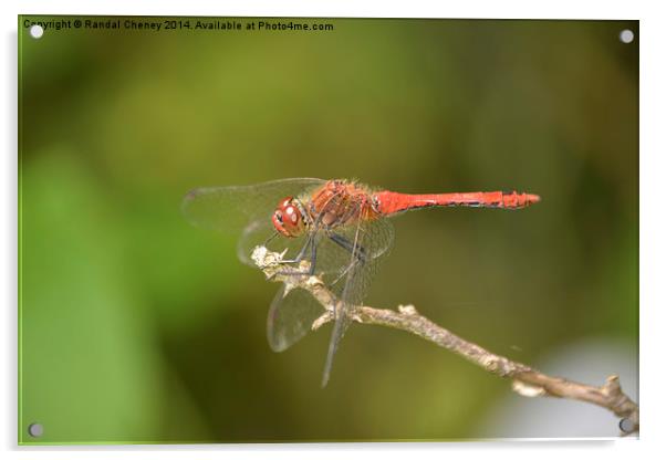 Ruddy Darter Dragonfly Acrylic by Randal Cheney