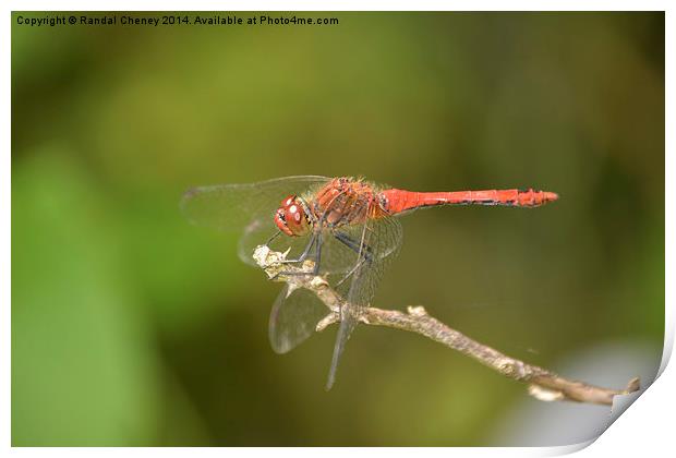 Ruddy Darter Dragonfly Print by Randal Cheney