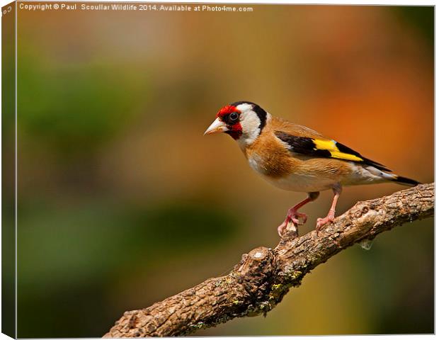  Goldfinch Canvas Print by Paul Scoullar